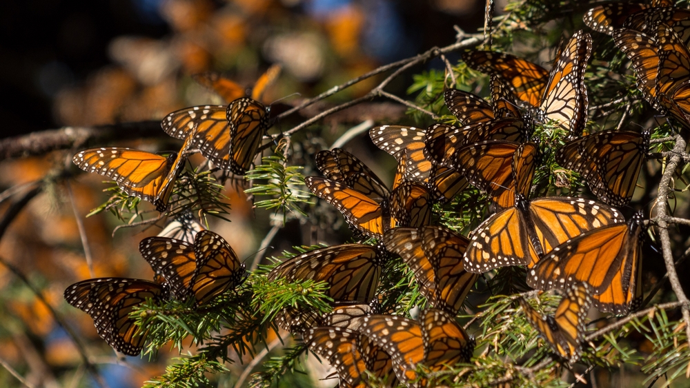 The_Guardians_monarchs | Crossroads Festival 2024