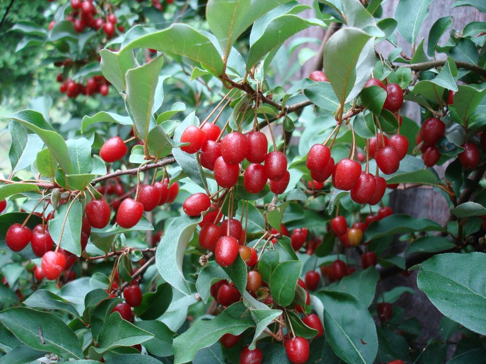Simply The Best - Tolle Obstsorten finden und pflanzen